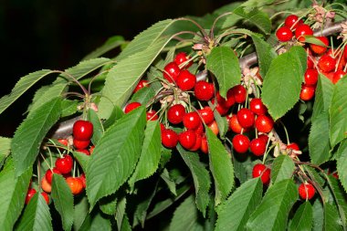 Olgun meyveli kiraz ağacı. Kırmızı böğürtlenlerle dolu dallar.