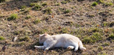 Halı fuarı. İnsanlar tekstil zeminini satın alıyor..