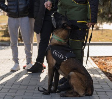 Çalışan bir köpek gösterisinde bir polis köpeği ve eğitmeni. Belçika Çoban Köpeği: Malinois.