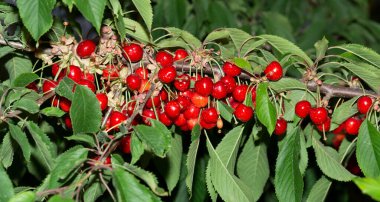 Olgun meyveli kiraz ağacı. Kırmızı böğürtlenlerle dolu dallar.