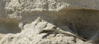 Kum kertenkele (Lacerta agilis) bir lacertid kertenkele var. Sürüngen yaşam alanları kayalık bir bölgedir. Güneşli bir günde bir kayaya oturan eski bir kertenkele. Bilge sürüngen geçen hayattan zevk.