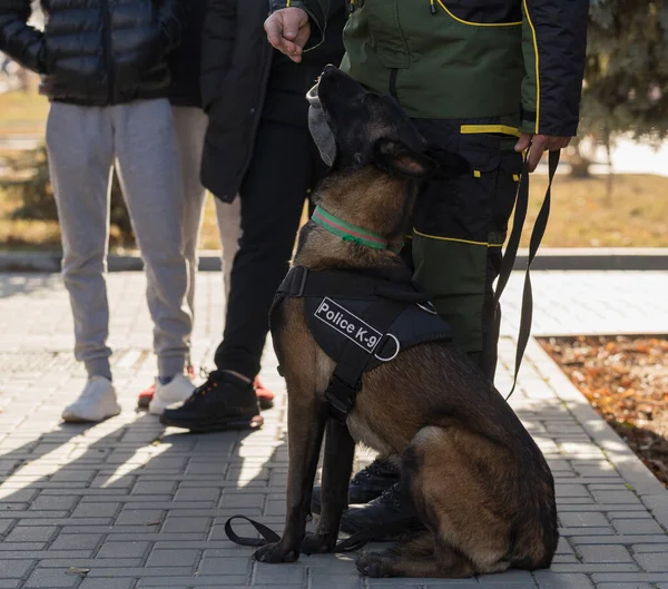 A police dog and his handler during a working dog demonstration. Belgian Shepherd Dog: Malinois.