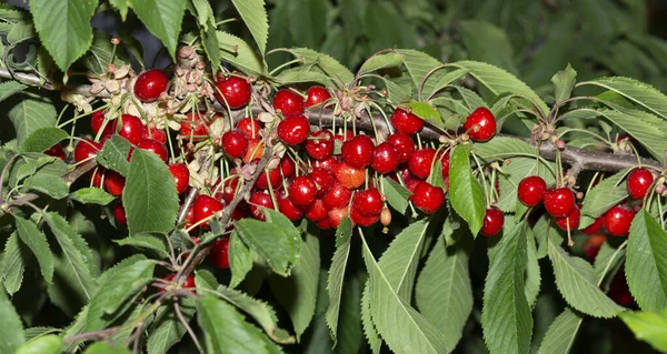 Kirschbaum Mit Reifen Früchten Zweige Mit Roten Beeren Übersät — Stockfoto