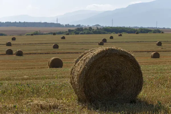 Σιτάρι Στρογγυλές Μπάλες Άχυρου Στο Χωράφι Γεωργία Στις Ορεινές Περιοχές — Φωτογραφία Αρχείου