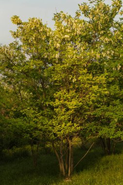 Robinia psödoacia, kendi topraklarında genellikle kara çekirge olarak bilinir. Baharda çiçek açan bir bitki..