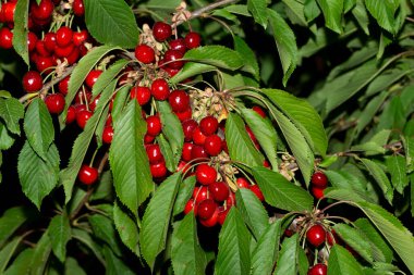 Olgun meyveli kiraz ağacı. Kırmızı böğürtlenlerle dolu dallar.