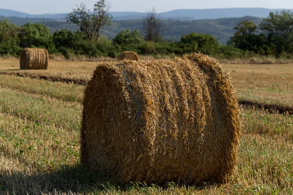 Récolte Blé Balles Rondes Paille Dans Champ Agriculture Dans Les — Photo