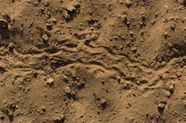 Yerde bir böcek tarafından bırakılmış bir iz. Böcek yaşamı.