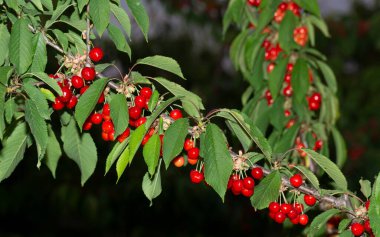 Olgun meyveli kiraz ağacı. Kırmızı böğürtlenlerle dolu dallar.