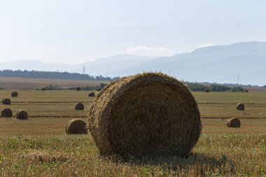 Buğday hasadı. Tarlada yuvarlak saman balyaları. Dağlık alanlarda tarım.
