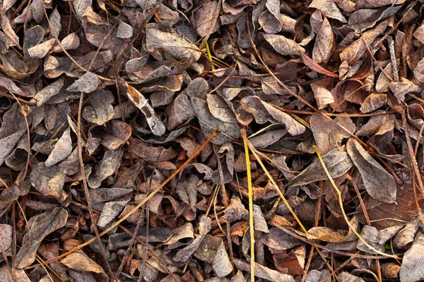 Φύλλα Είναι Καλυμμένα Πάγο Ξαπλωμένα Στο Έδαφος — Φωτογραφία Αρχείου