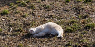 Şişko kırmızı bir kedi açık bir alanda takla atıyor..
