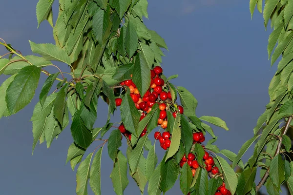 Cerisier Aux Fruits Mûrs Branches Parsemées Baies Rouges — Photo