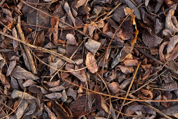 Leaves Covered Hoarfrost Lying Ground — Stock Photo, Image