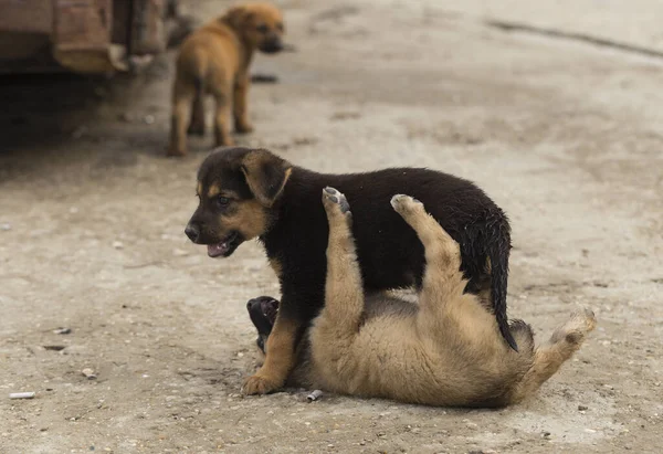 中央アジアの羊飼い 彼らの領土上の致命的な犬 子犬ゲーム 動物間の関係 — ストック写真