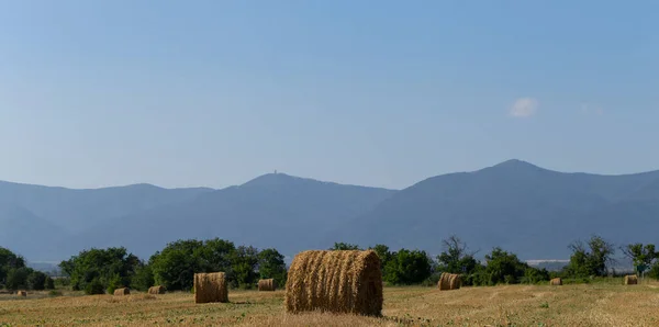 Σιτάρι Στρογγυλές Μπάλες Άχυρου Στο Χωράφι Γεωργία Στις Ορεινές Περιοχές — Φωτογραφία Αρχείου