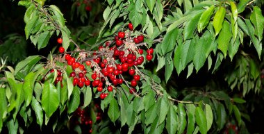 Olgun meyveli kiraz ağacı. Kırmızı böğürtlenlerle dolu dallar.