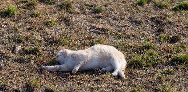 Şişko kırmızı bir kedi açık bir alanda takla atıyor..