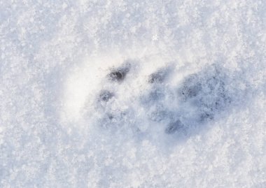 Karda kedi izleri. Kışın hayvan hayatı.