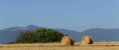 Buğday hasadı. Tarlada yuvarlak saman balyaları. Dağlık alanlarda tarım.