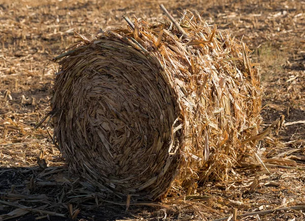 Aratás Kukoricaszálakból Készült Kerek Bálák Mezőgazdaság Sztyeppén — Stock Fotó