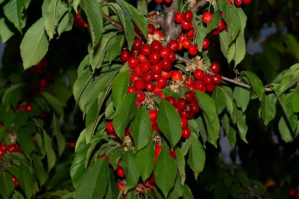 Cerisier Aux Fruits Mûrs Branches Parsemées Baies Rouges — Photo