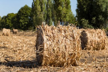 Hasat. Mısır saplarından yapılmış yuvarlak balyalar. Bozkırda tarım.