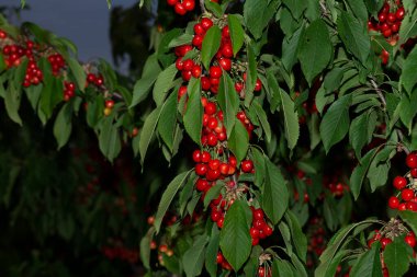 Olgun meyveli kiraz ağacı. Kırmızı böğürtlenlerle dolu dallar.