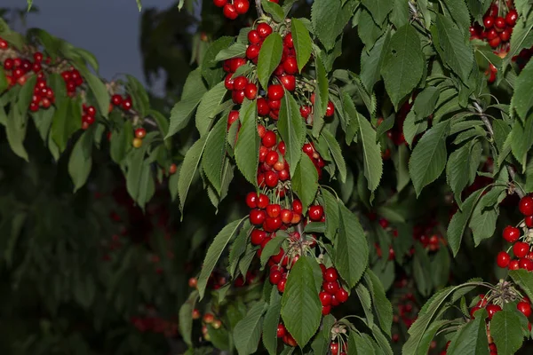 Wiśnia Dojrzałymi Owocami Gałęzie Pokryte Czerwonymi Jagodami — Zdjęcie stockowe