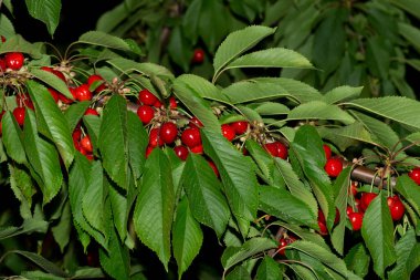 Olgun meyveli kiraz ağacı. Kırmızı böğürtlenlerle dolu dallar.