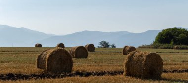 Buğday hasadı. Tarlada yuvarlak saman balyaları. Dağlık alanlarda tarım.