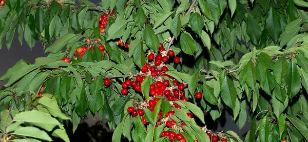 Kirschbaum Mit Reifen Früchten Zweige Mit Roten Beeren Übersät — Stockfoto