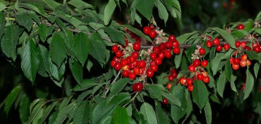 Olgun meyveli kiraz ağacı. Kırmızı böğürtlenlerle dolu dallar.
