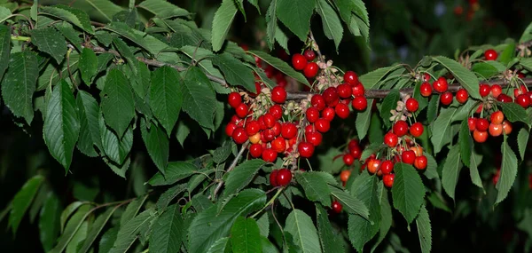 Olgun meyveli kiraz ağacı. Kırmızı böğürtlenlerle dolu dallar.