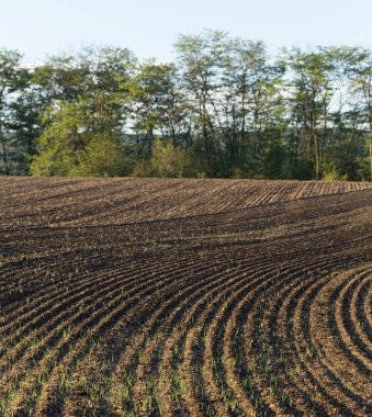 Tarım arazileri sürüldü ve bitkiler için hazırlandı..