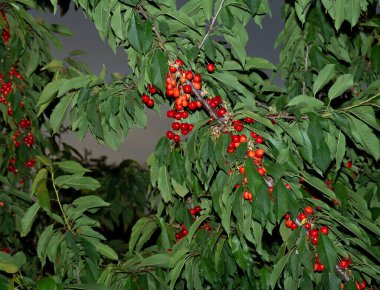 Olgun meyveli kiraz ağacı. Kırmızı böğürtlenlerle dolu dallar.