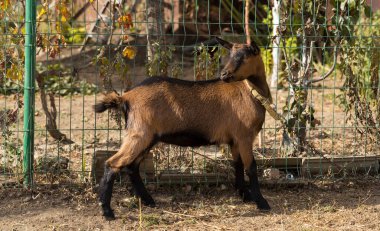 Alp keçisi. Bir evcil hayvan çitin yakınında otluyor. Genç dişi dikkatlice etrafına bakıyor..