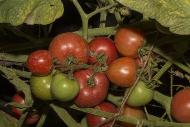 Domatesler çalılıklarda olgunlaşır. Domates, genellikle domates bitkisi olarak bilinen Solanum lycopersicum bitkisinin yenilebilir meyvesidir..