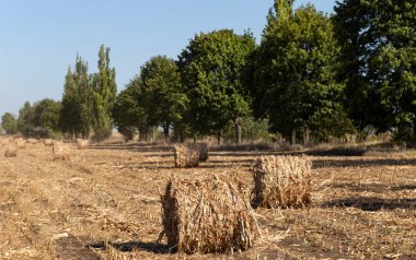 Hasat. Mısır saplarından yapılmış yuvarlak balyalar. Bozkırda tarım.