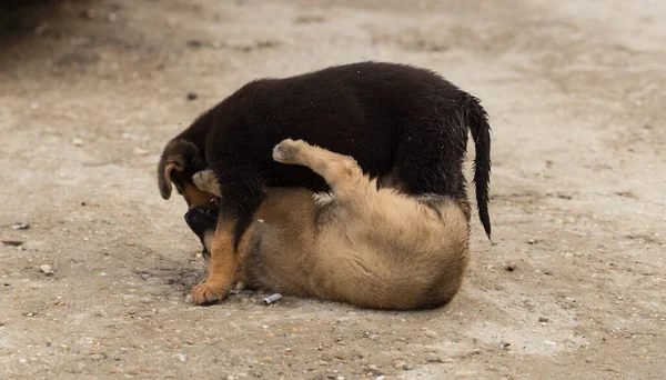 Central Asian Shepherd Feral Dogs Territory Puppy Games Relationship Animals — Stock Photo, Image