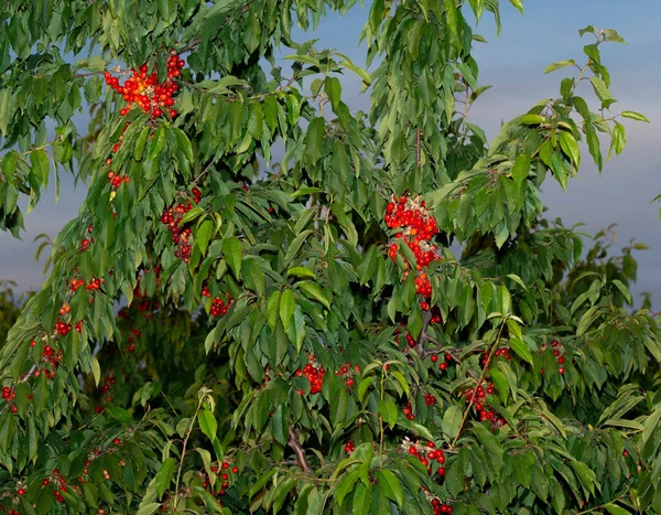 Cerisier Aux Fruits Mûrs Branches Parsemées Baies Rouges — Photo