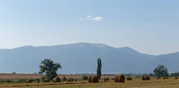 Colheita Trigo Fardos Redondos Palha Campo Agricultura Zonas Montanhosas — Fotografia de Stock