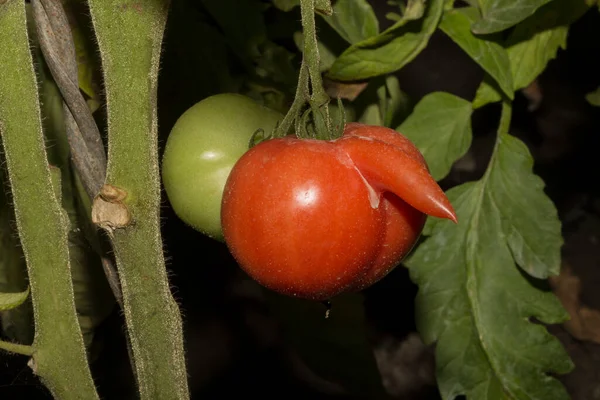 Gentechnisch Veränderte Tomaten Die Seltsame Form Des Gemüses — Stockfoto