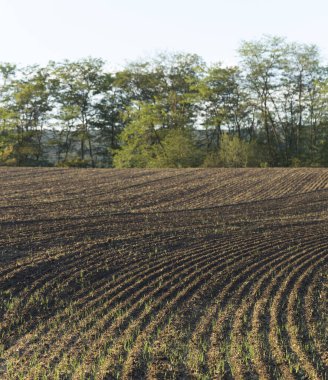 Tarım arazileri sürüldü ve bitkiler için hazırlandı..