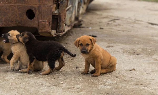 Orta Asya Çobanı Bölgelerindeki Vahşi Köpekler Köpek Maçları Hayvanlar Arasındaki — Stok fotoğraf
