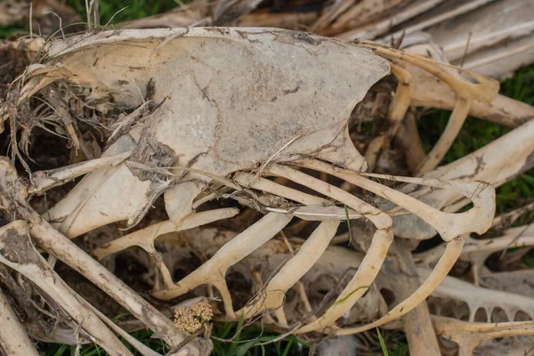 Bir Pelikanın Çürüyen Iskeleti Ölü Bir Kuşun Kemikleri Ekolojik Bir — Stok fotoğraf