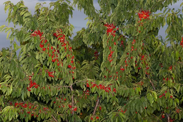 Cerejeira Com Frutas Maduras Ramos Espalhados Com Bagas Vermelhas — Fotografia de Stock