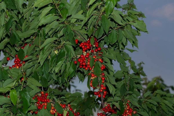 Cerisier Aux Fruits Mûrs Branches Parsemées Baies Rouges — Photo