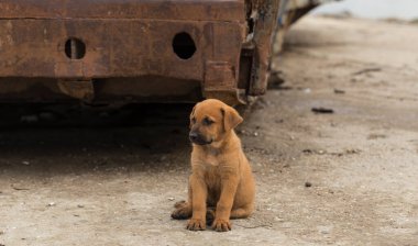 Orta Asya çobanı. Bölgelerindeki vahşi köpekler. Şirin, üzgün köpecik..