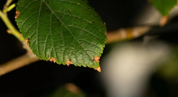 Kvist Lindträd Typ Medicinalväxt — Stockfoto